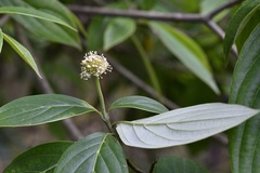 Cornus disciflora
