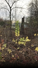 Symphoricarpos orbiculatus