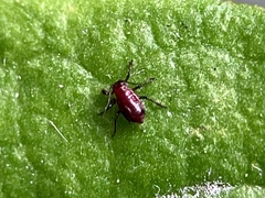 Aphidomorpha