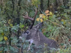 Odocoileus virginianus leucurus