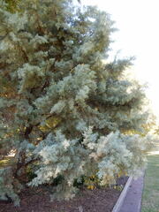 Cupressus arizonica