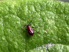 Aphidomorpha