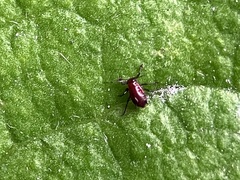 Aphidomorpha