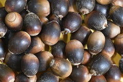 Quercus × dysophylla