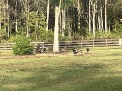 Meleagris gallopavo osceola