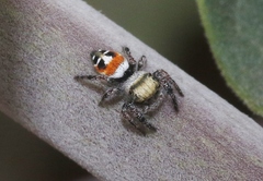 Phidippus californicus