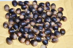 Quercus × dysophylla