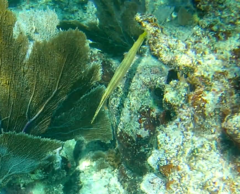 Aulostomus maculatus