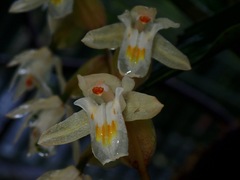 Coelogyninae