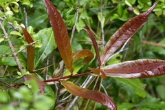 Quercus sapotifolia