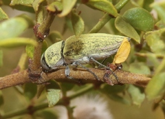 Gyascutus carolinensis