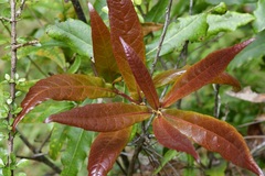 Quercus sapotifolia