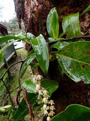 Coelogyninae