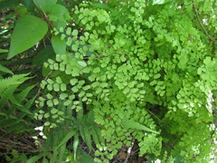 Adiantum raddianum