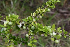 Randia chiapensis