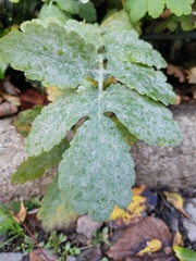 Erysiphe macleayae