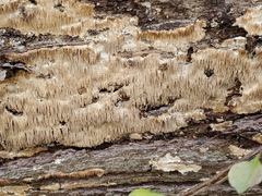 Radulomyces