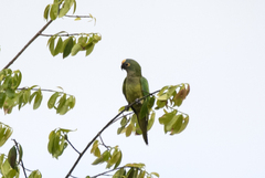 Eupsittula aurea