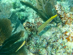 Aulostomus maculatus