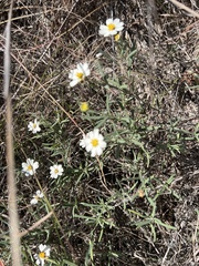 Melampodium leucanthum