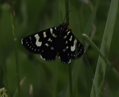 Phalaenoides tristifica