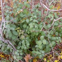 Rhamnaceae