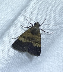 Hydrillodes lentalis