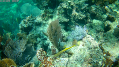 Aulostomus maculatus