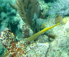 Aulostomus maculatus