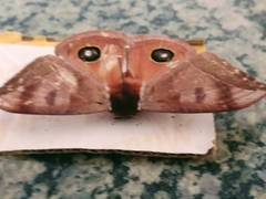 Automeris bilinea