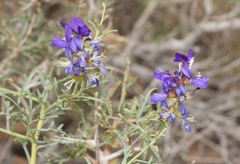Psorothamnus fremontii