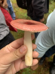 Russula cremoricolor
