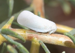 Flatormenis saucia