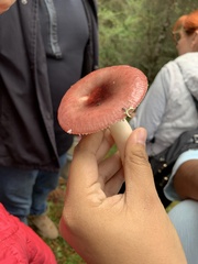 Russula cremoricolor