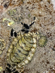 Sypharochiton pelliserpentis