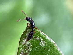 Ponera pennsylvanica