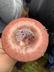 Russula cremoricolor