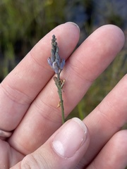 Comesperma defoliatum