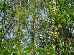 Gentianales