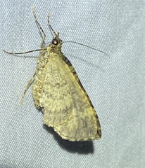 Crasilogia gressitti