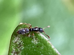 Ponera pennsylvanica