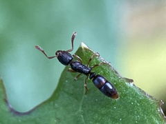 Ponera pennsylvanica