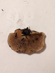 Crepidotus