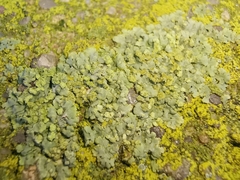 Phaeophyscia orbicularis