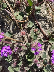 Abronia villosa villosa