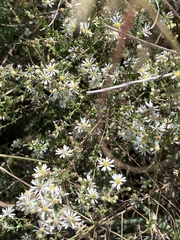 Symphyotrichum ericoides