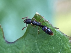 Ponera pennsylvanica