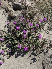 Abronia villosa villosa