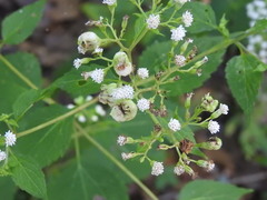 Schizomyia eupatoriflorae