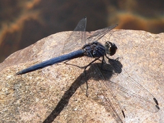 Trithemis furva